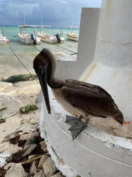 Blue Angel 8 A Unos Pasos De La 5 Apartman Playa del Carmen 0*,